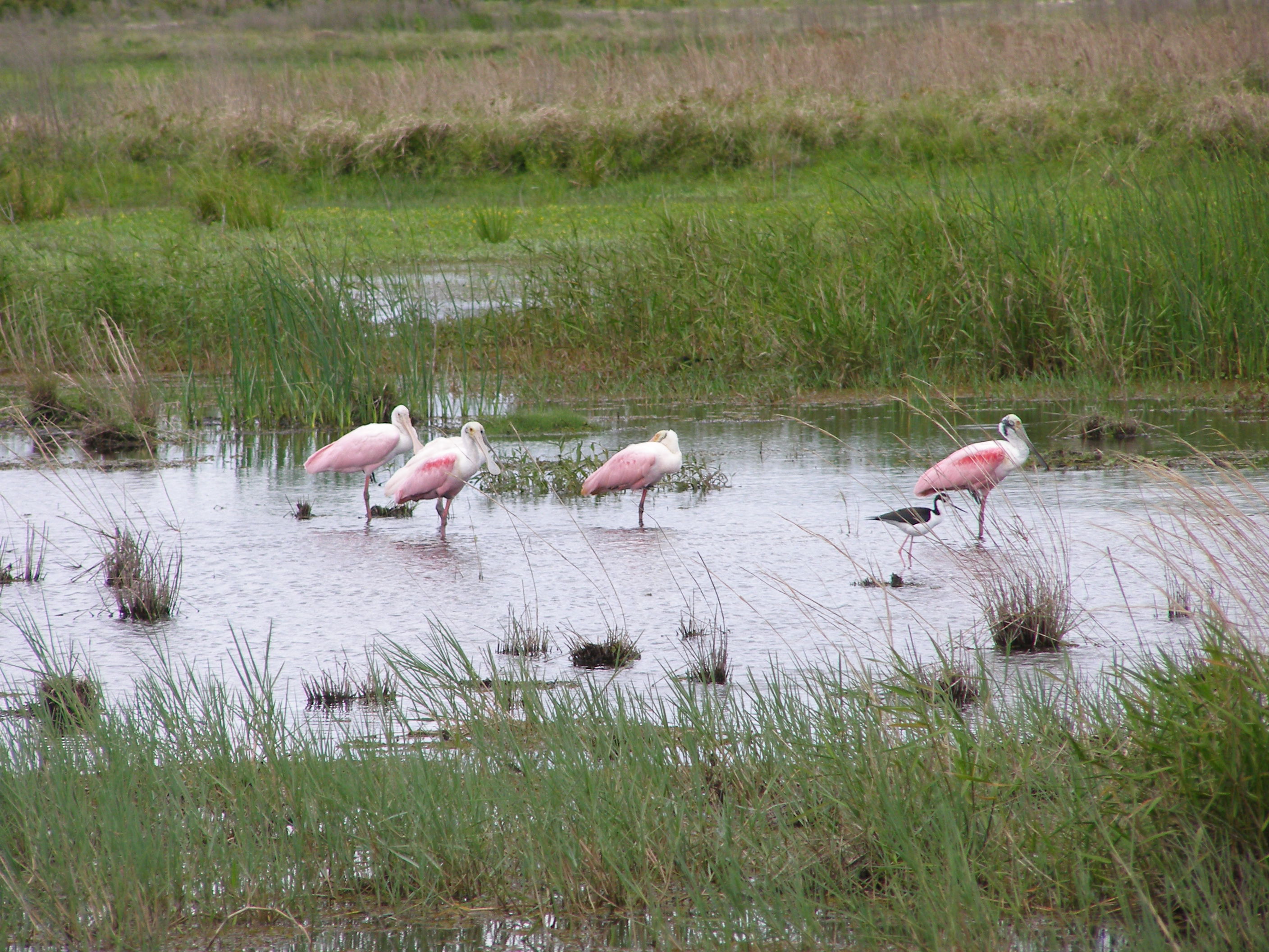 Allapattah Flats Wildlife Management Area Image