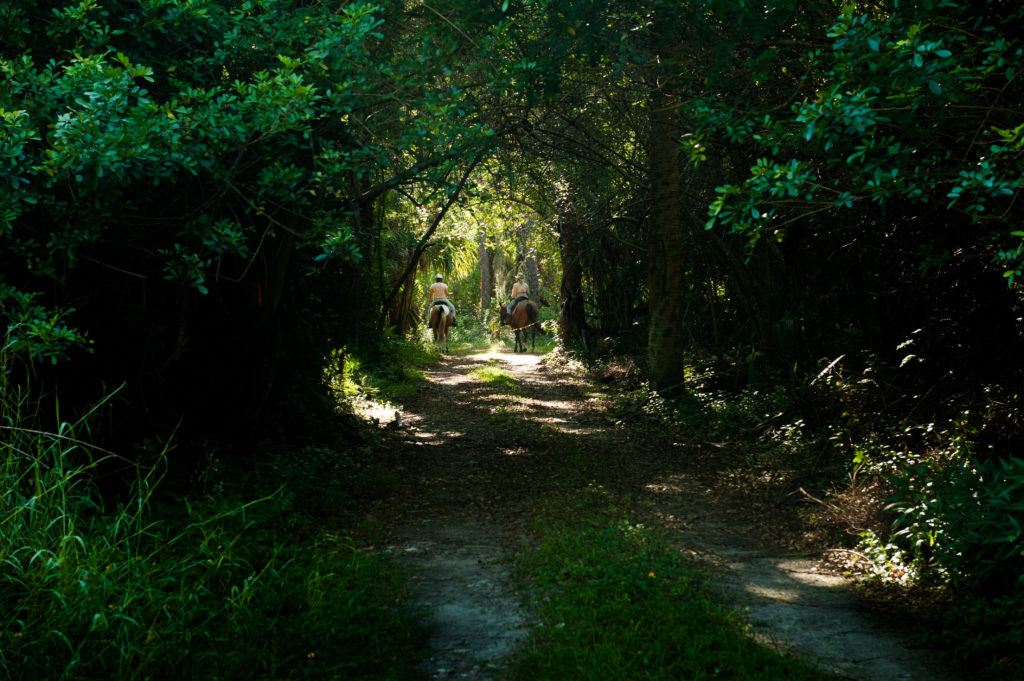 two horses with people going down a forest trail