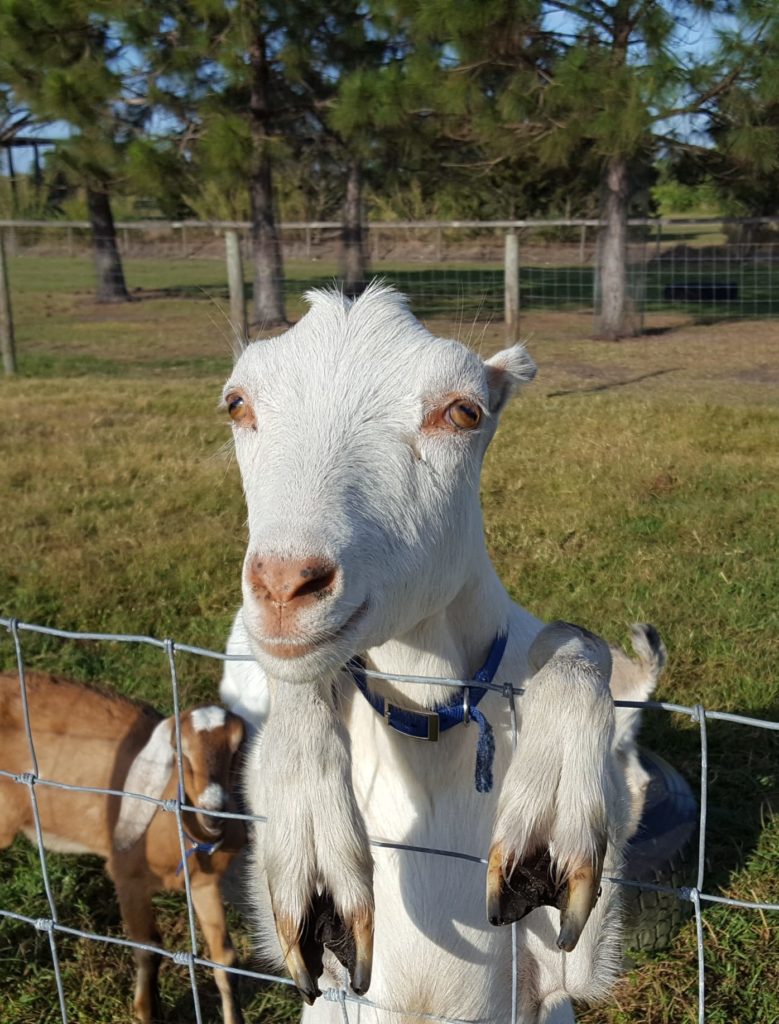 Circle Bar C Dairy Goats