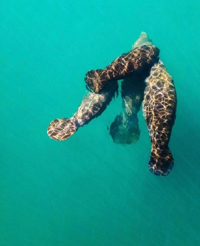 manatees