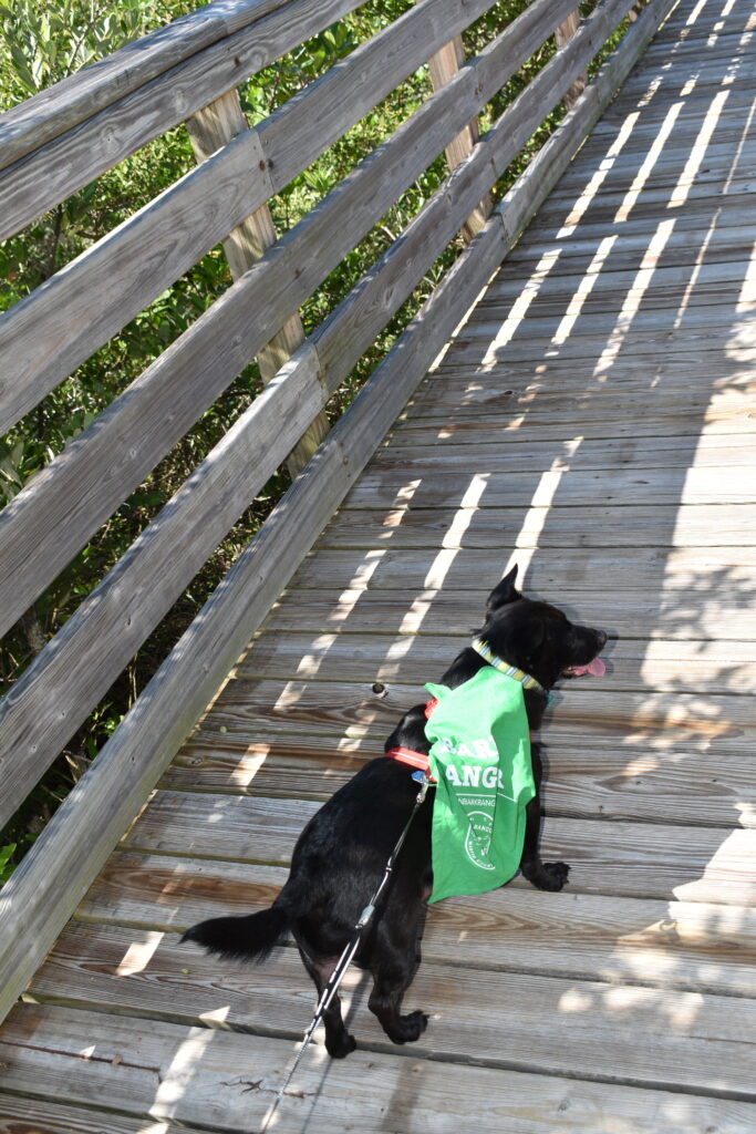 dog with bandana on bridge