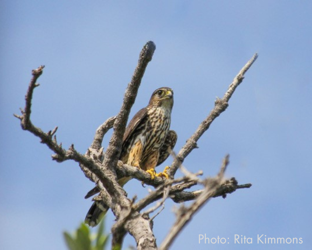 hawk on tree